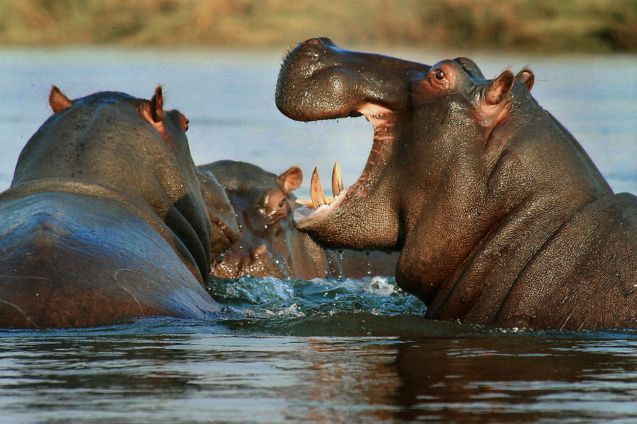 hippo lakes luxury african safari lodge